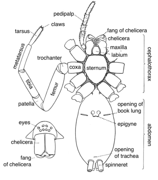 クモの体のつくりを腹側から描いた図