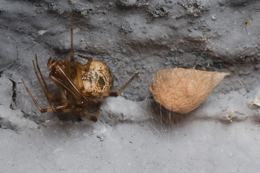 軒下にいるオオヒメグモと、糸でつくった茶色い卵のう