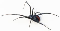 おなかに赤い模様のある黒いセアカゴケグモ