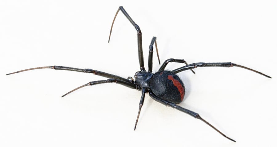 おなかに赤い模様のある黒いセアカゴケグモ