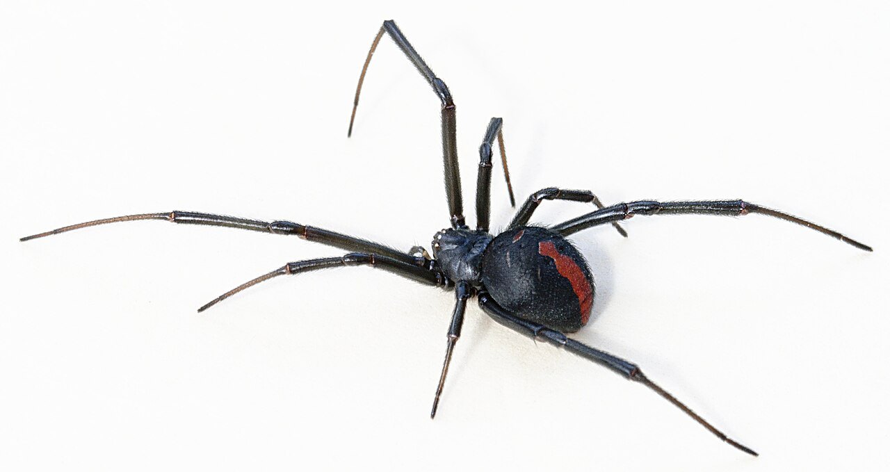 おなかに赤い模様のある黒いセアカゴケグモ