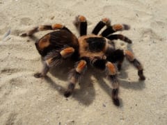 砂の上を歩く、脚に赤い模様のあるタランチュラ