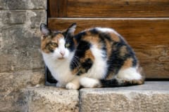 戸口の前に座る三毛猫