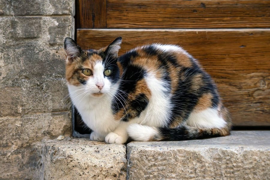 戸口の前に座る三毛猫