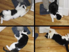床の上で転がるネコの4枚の写真