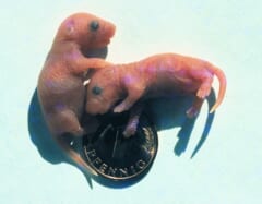 硬貨の上に乗った、毛のないピンク色の小さな2匹の赤ちゃんネズミ