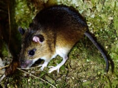 コケの生えた地面にいる、大きな黒い目と耳をもつ、背中が茶色でおなかが白いネズミ