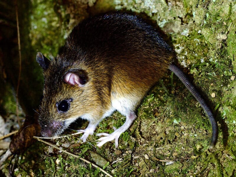 コケの生えた地面にいる、大きな黒い目と耳をもつ、背中が茶色でおなかが白いネズミ