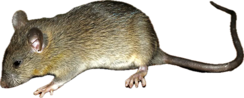 ネズミ