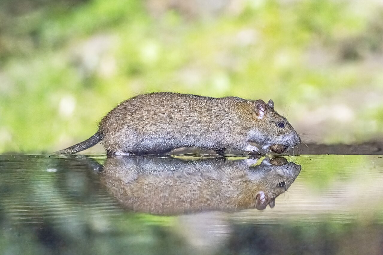 水面に姿が映る岸辺を、口に何かをくわえて歩く、灰色がかった茶色のネズミ
