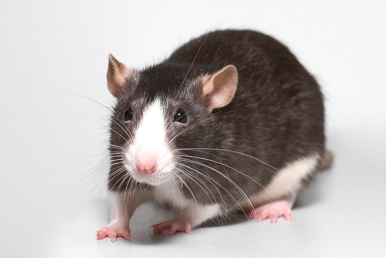 白い背景の前で、こちらを見ている、黒い体に白い鼻すじと白いおなかのネズミ