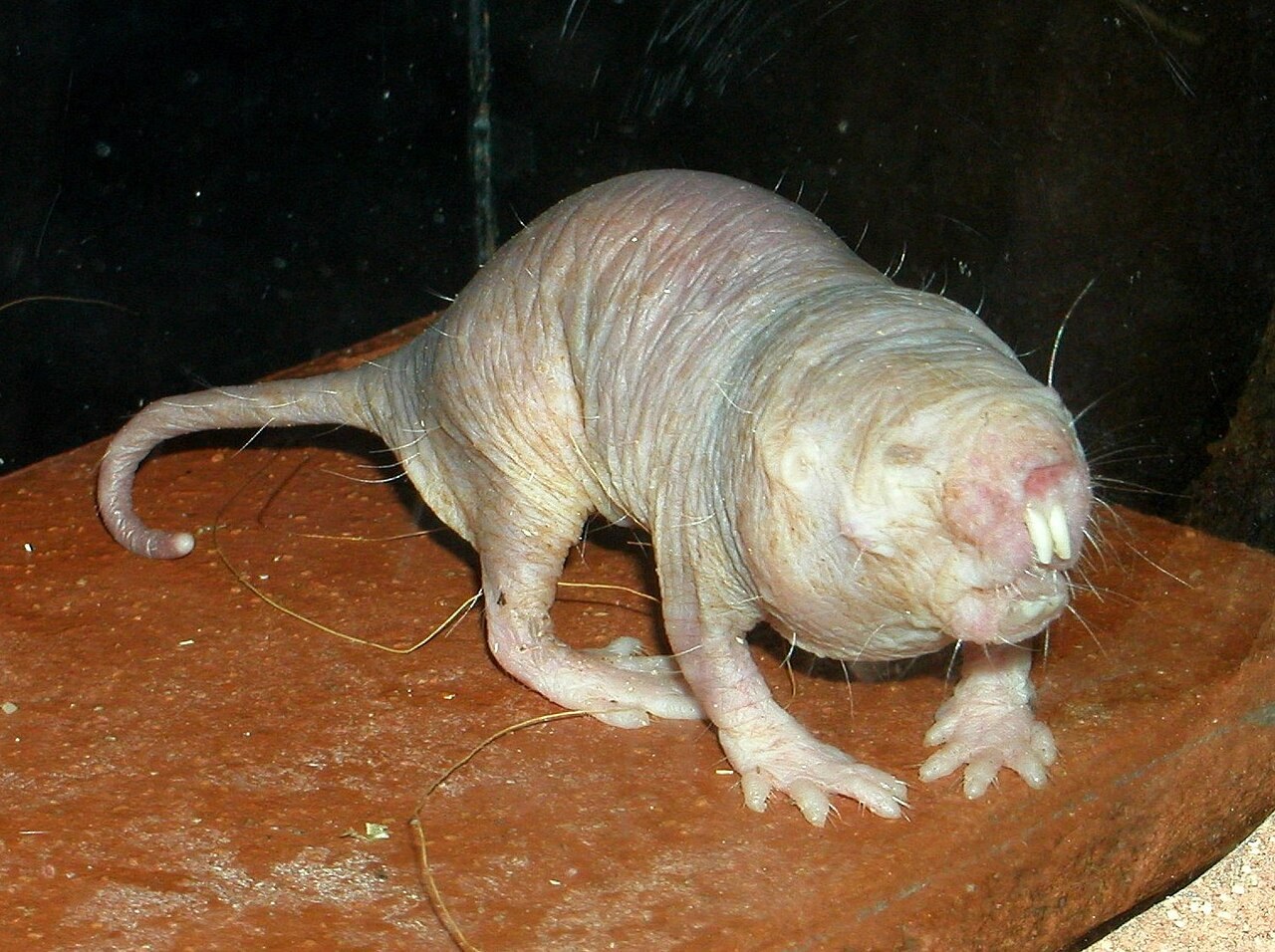 赤茶色の台の上の、しわのあるピンク色の肌と、つき出た前歯をもつ毛のない動物