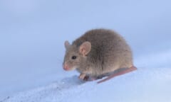 白い雪の上にうずくまる、大きな耳の灰色の小さなネズミ