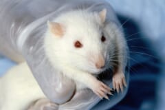 手袋をした手で胴を支えられた、白い毛と赤い目のラット