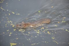 小さな葉が浮かぶ水面から、頭と背中を出して泳ぐ茶色のネズミ