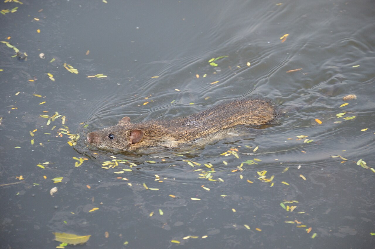 小さな葉が浮かぶ水面から、頭と背中を出して泳ぐ茶色のネズミ