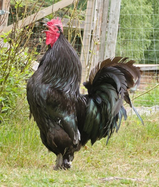 草の生えた庭で、頭を上げてくちばしを開けて鳴いている、大きな赤いトサカと黒い体、長くカーブした尾羽のオス