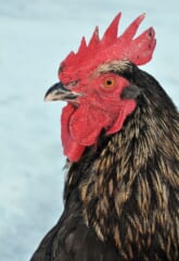 青い背景の前で横を向いた、ぎざぎざの大きな赤いトサカと、赤い肉垂、金色のふちどりの黒い首の羽をもつオスのニワトリの頭