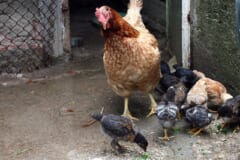金網とコンクリートの小屋の前に立つ茶色のメスのニワトリと、その足もとで地面をつつく黒や灰色、茶色のヒヨコたち