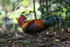 木もれ日の当たる林の地面を歩く、赤いトサカとオレンジ色の首の羽、緑がかった黒く長い尾羽をもつオスの鳥