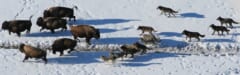 雪原を走るバイソンの群れを、何頭ものオオカミが追いかけるようすを上から見た写真