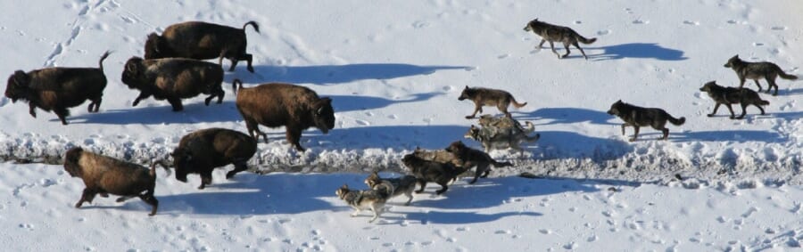 雪原を走るバイソンの群れを、何頭ものオオカミが追いかけるようすを上から見た写真