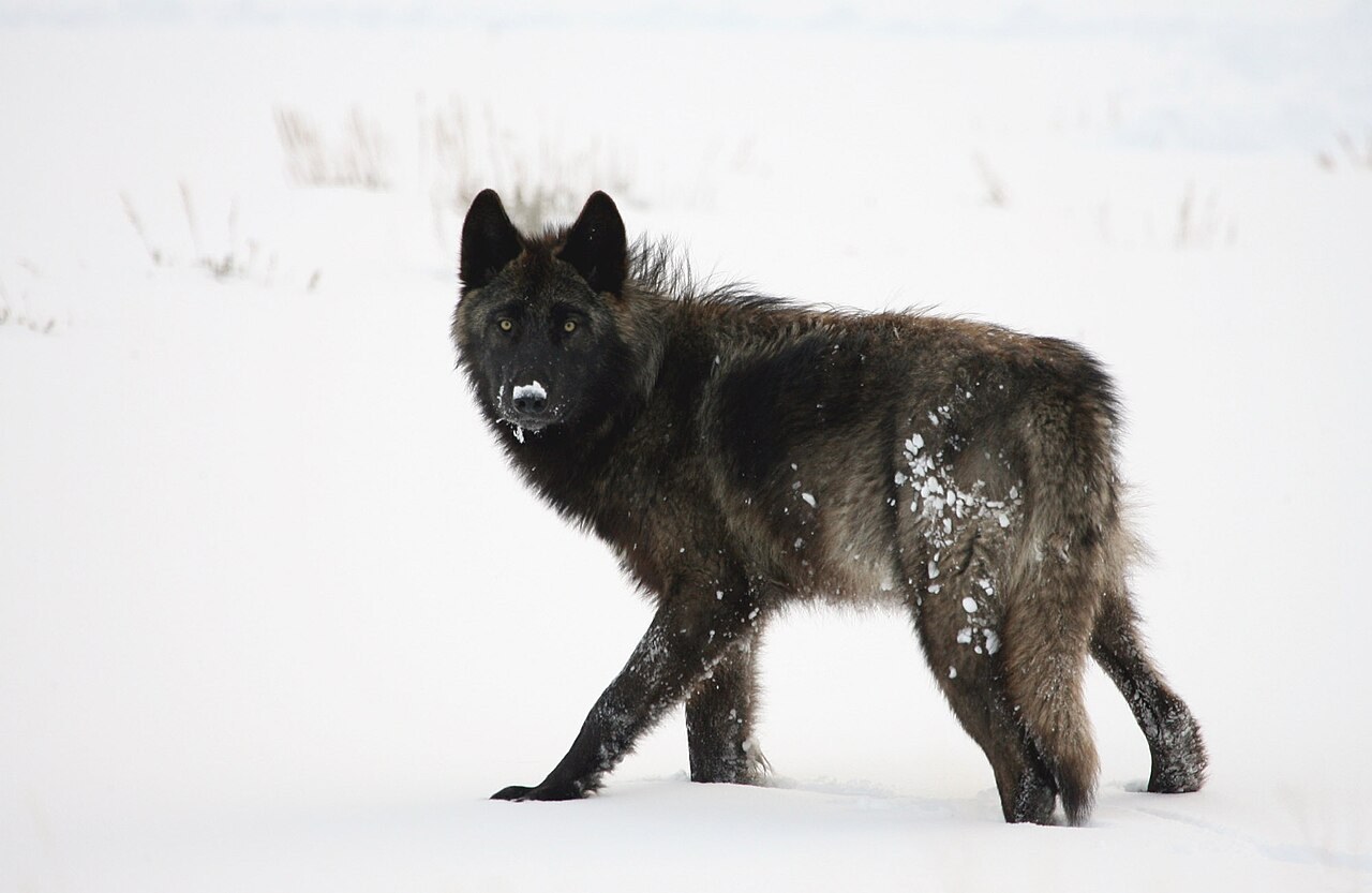 雪原を歩きながらこちらを振り向く、全身が黒い毛のオオカミ