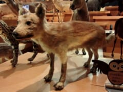 博物館の展示台に立つ、茶色っぽい毛のニホンオオカミの剥製