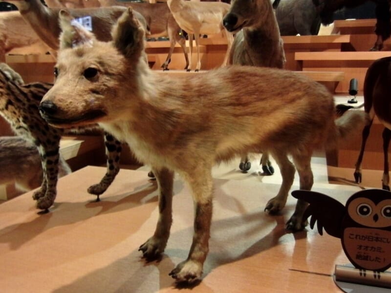 博物館の展示台に立つ、茶色っぽい毛のニホンオオカミの剥製