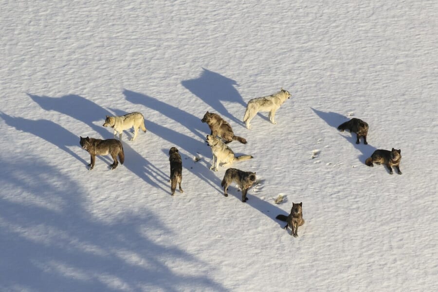 雪の上に集まった10頭ほどのオオカミを、上空から見た写真