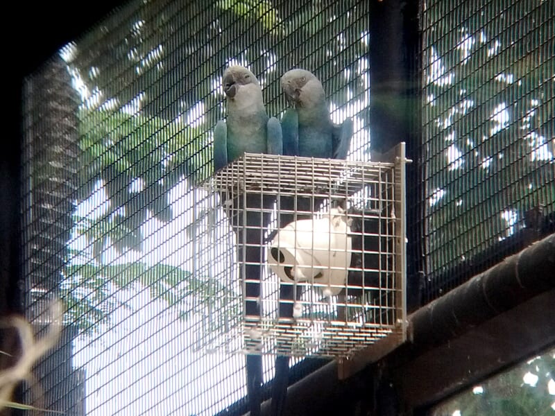 金網の向こうで、小さな箱の上に並んでとまる、青い体の2羽のインコ