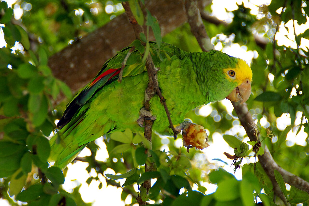 緑の葉の茂る木の枝で、頭の黄色い緑のインコが、片足で食べものをつかんでいる