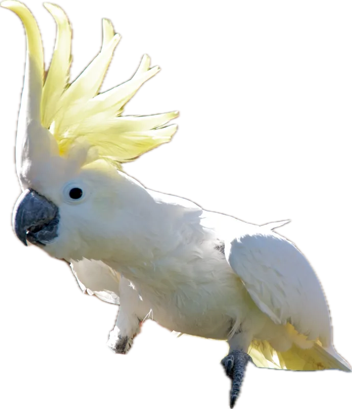 オウム