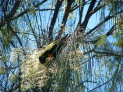 白い花がたくさん咲いた細い葉の木の中で、花に頭を入れて蜜を食べる緑のインコ