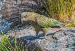 草の生えた岩の上を歩く、オリーブ色の羽と長く曲がったくちばしの大きな鳥