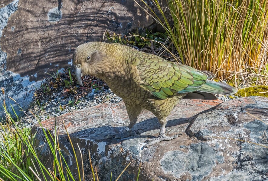 草の生えた岩の上を歩く、オリーブ色の羽と長く曲がったくちばしの大きな鳥
