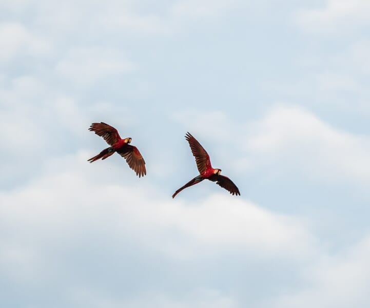 うす曇りの空を、尾の長い赤い大型のインコが2羽、つばさを広げて飛んでいる