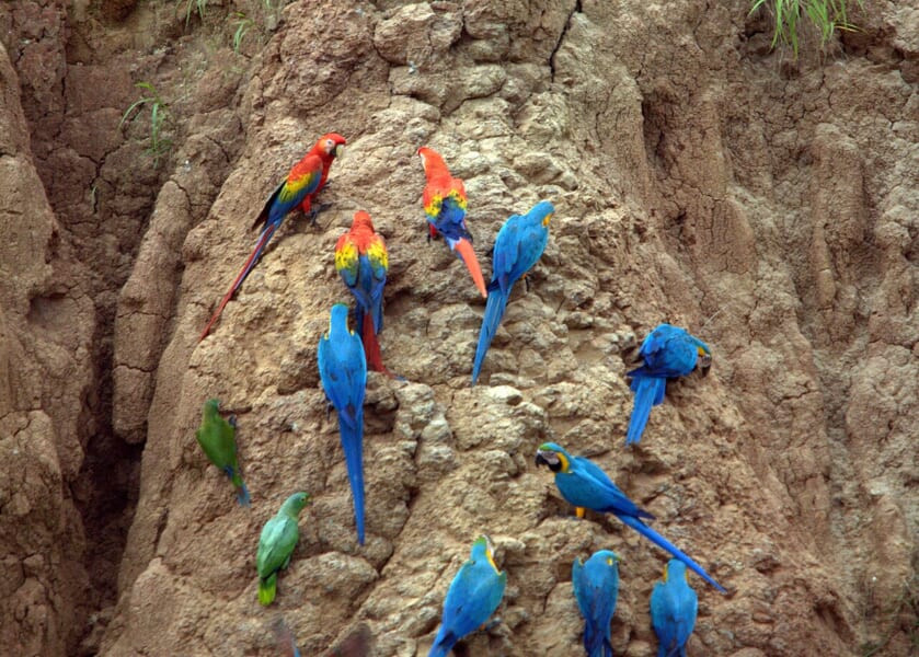 赤茶色の土の崖に、青と黄色、赤と青などのあざやかな大型のインコが十数羽とまっている