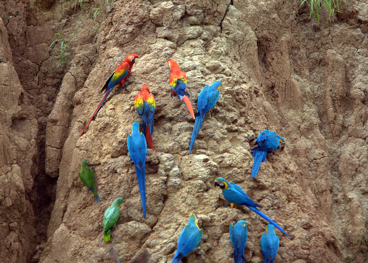 赤茶色の土の崖に、青と黄色、赤と青などのあざやかな大型のインコが十数羽とまっている