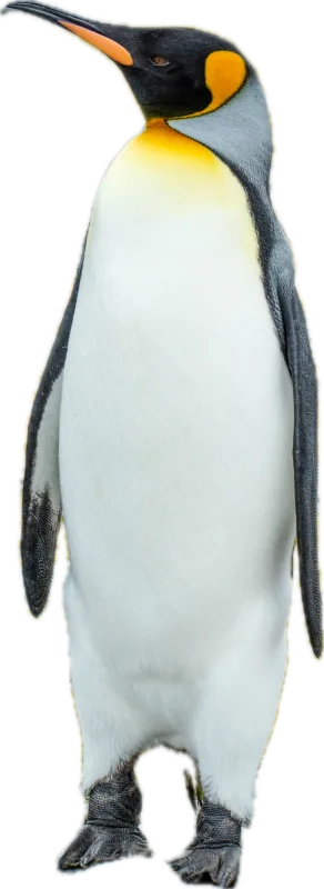 ペンギン