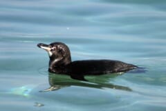 青い海面にうかんで泳ぐ、黒い頭に白い線のある小さなペンギン
