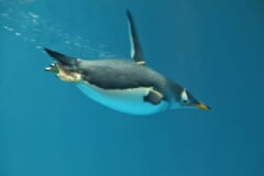 青い水の中を、フリッパーを広げ、泡を引きながら泳ぐジェンツーペンギン