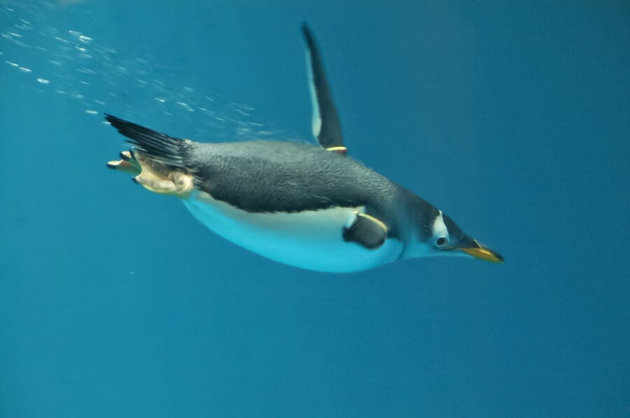 青い水の中を、フリッパーを広げ、泡を引きながら泳ぐジェンツーペンギン