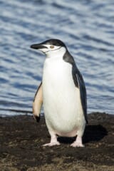 黒っぽい岩の海岸に立つ、白い顔とあごの下に細い黒い線があるペンギンの全身