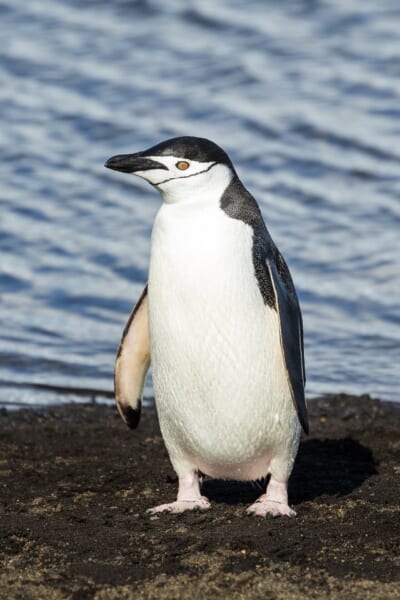 黒っぽい岩の海岸に立つ、白い顔とあごの下に細い黒い線があるペンギンの全身