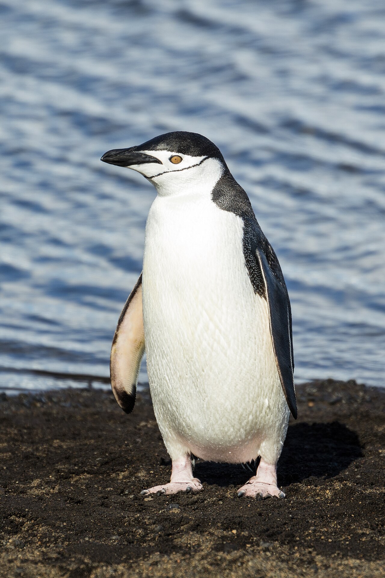 黒っぽい岩の海岸に立つ、白い顔とあごの下に細い黒い線があるペンギンの全身