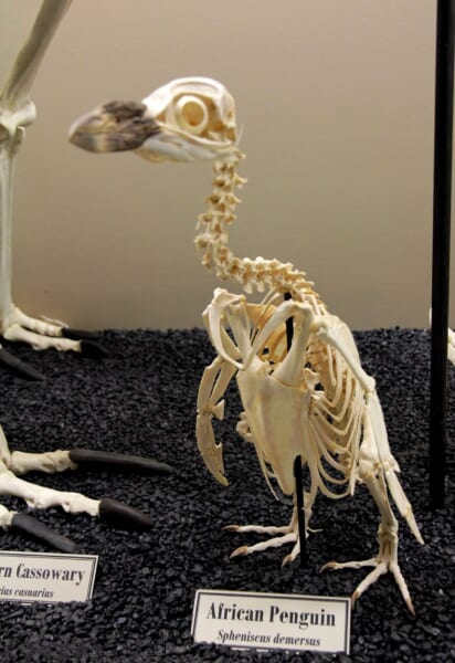 台の上に立つペンギンの全身の骨格。首の骨が長くのび、脚の骨がひざで折れ曲がっている。手前に「African Penguin」の札