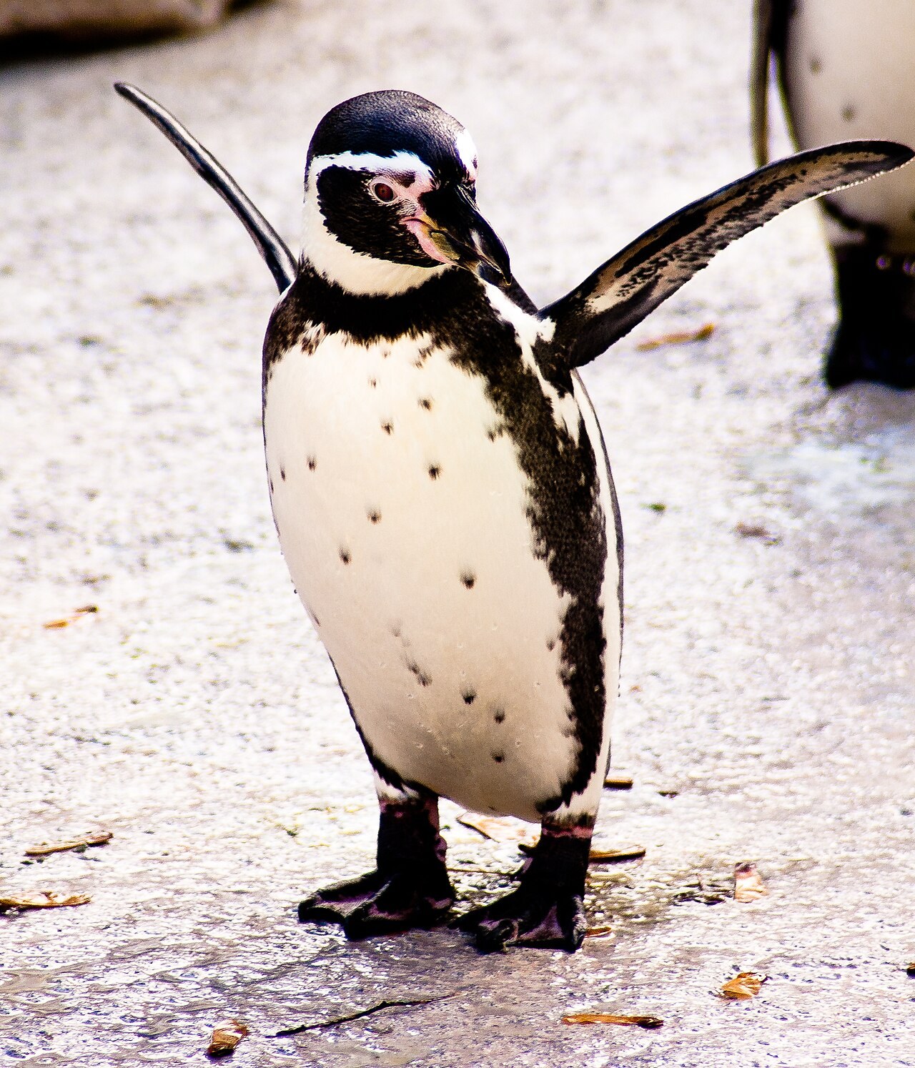 つばさを左右に広げて立つ、胸に黒い帯と黒い斑点のあるペンギンの全身