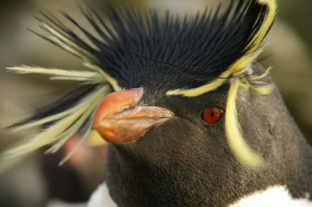 黒い頭に赤い目と赤いくちばし、目の上から横にのびる黄色い飾り羽をもつペンギンの顔のアップ