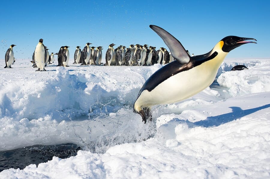 氷のふちの海面から、フリッパーを広げて雪の上へ飛び出すコウテイペンギン。後ろにはなかまがならんでいる